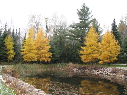 Golden Tamaracks
